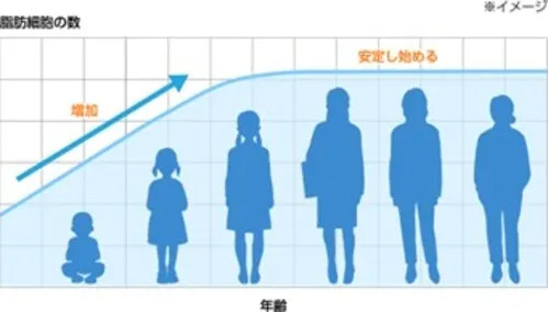 脂肪細胞の数の図