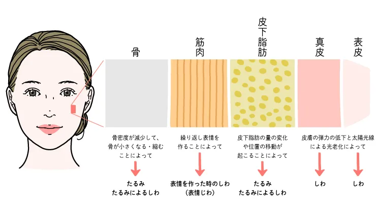 たるみに影響を及ぼす顔の構造