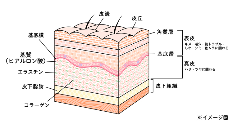 肌の仕組み