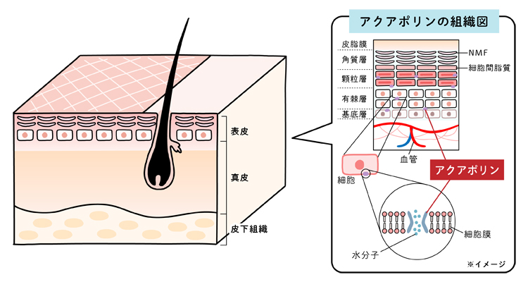 アクアポリンの組織図