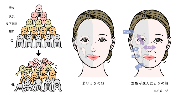 顔の形が崩れてしまう要因の一つ、加齢による骨の変化