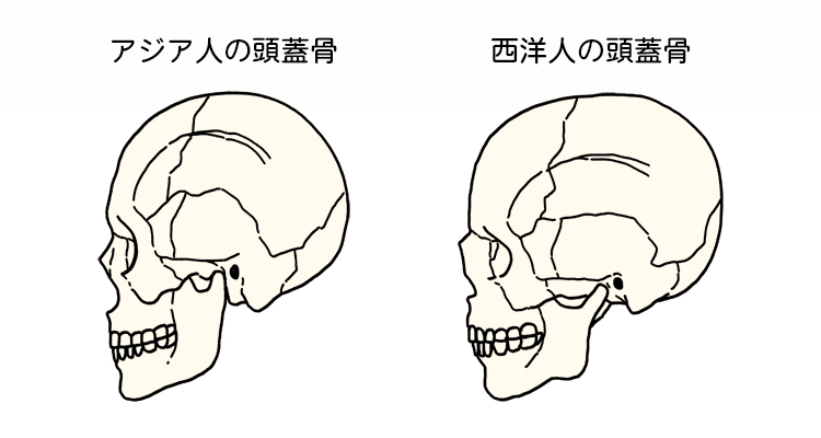 アジア人と西洋人の頭蓋骨（下顎骨）を比較したイラスト