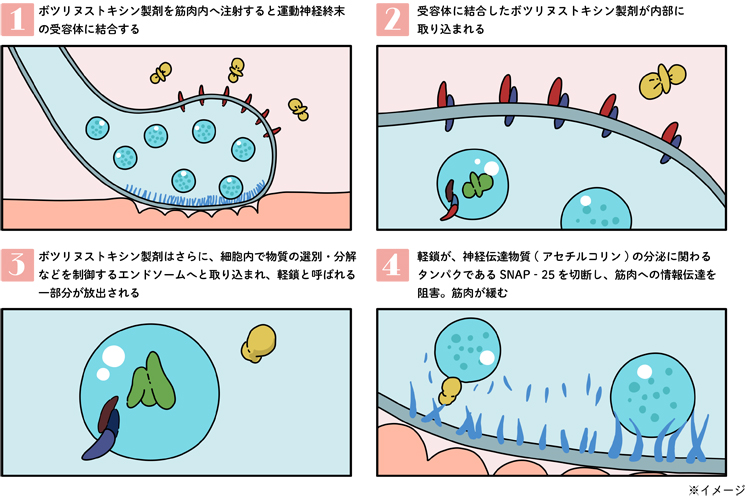 ボツリヌストキシンの作用機序(メカニズム)の詳細