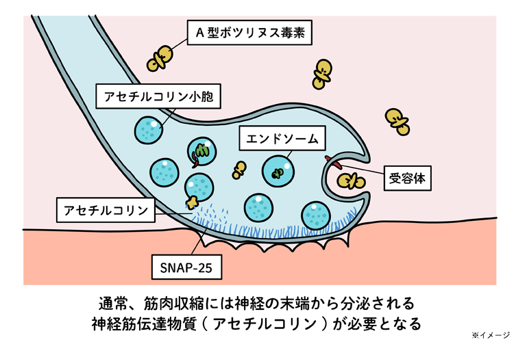 ボツリヌストキシンの作用機序(メカニズム)