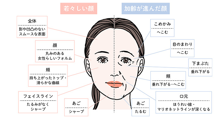加齢の影響で生じる骨と見た目の変化