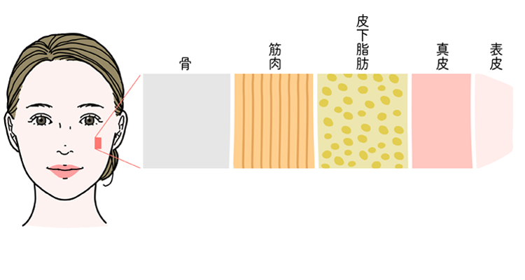 肌の構造