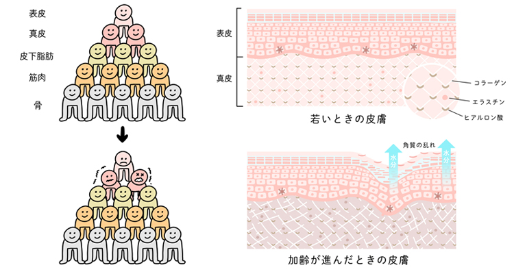 加齢と共に肌のハリや弾力性の低下が起きる