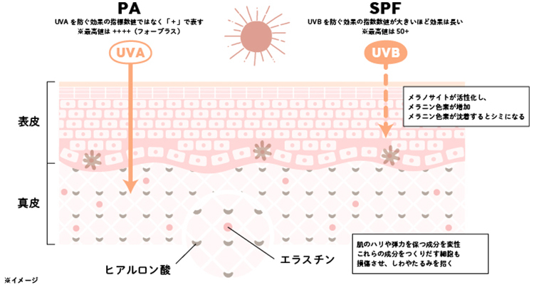 日焼け止めのSPFはUVB、PAはUVAを防ぐ
