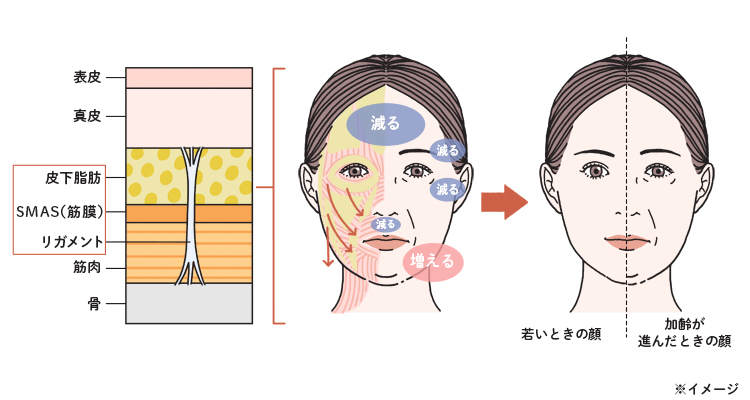 加齢による脂肪層の変化