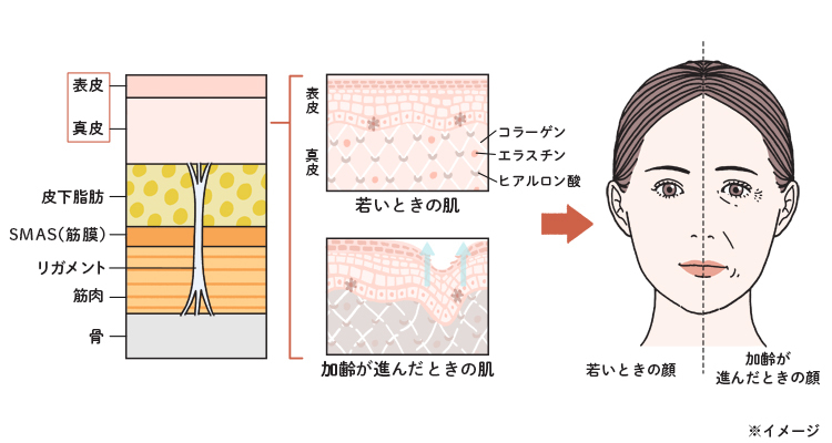 顔の各層で起こる変化