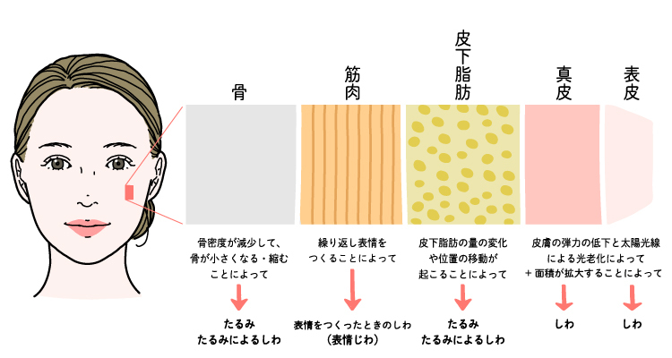 顔の内側の構造